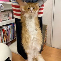 �������и���è�쳤Э�ᡱ�������è��̫̫̫̫̫̫̫̫���ˣ�