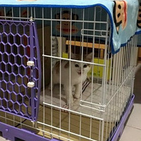 �����µ�Сè�����������ؼ������¶������ף�̫�����ˣ�