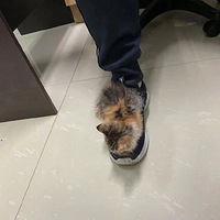 ������Сèϲ��˯�����˵�Ь���ϣ��ߵ��ĸ����ģ������Σ�