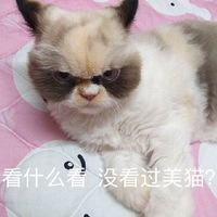 �µĲ�ˬè�����ˣ���һֻè���Ӳ�ˬ��