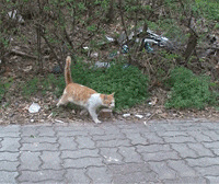 ����è�����ˣ��Һ�����һͬ�鲻�벻����ʱ�̱���������