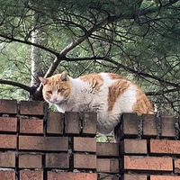 �����ĵ�һֻ�ٰ�èſ��Χǽ�ϣ�����ſ��λ���е����