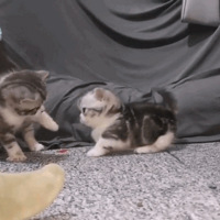 С������Ƿ��ϲ����è����ܣ�������������Ű���