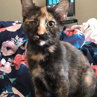 ������ѷ�����һ��ǳ��а���èè��Ƭ��