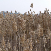 ����«έһ�Դԣ� ӭ��ҡҷ����̬�������޻�ҰȤŨ