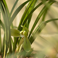 �ڼ��Ļ���