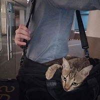 С���°�����һֻ����è������ֱ������С��Ĺ��°���Ȼ��������