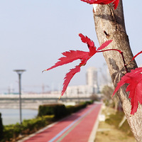 ���߼�����ֲ�����