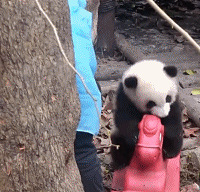 �����߹ۿ���è������