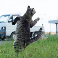 Ϧ�����£���ȭè�����ģ�