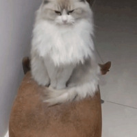 �����ɣ�ɳ��������èè���Ƿ���ܼ��10�������䣡