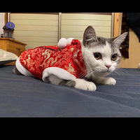 �����ұ������飬�������ҵ�è�����ˣ���