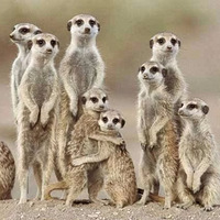 �Ӷ���԰��ȳ���è�������ؼҺ�Ⱦ��è񫣬��Ȼ��èռΪ���У�