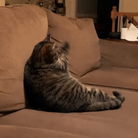 �ɰ���èϲ������һ�к��ưݰݣ����˼������ǿ�Ц���ã�