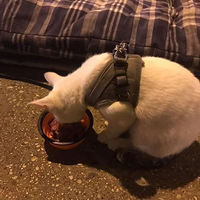 ������ʧҵ�޼ҿɹ飬żȻһ��Ϊ����è���Ԯ�ֺ󣬾�ϲ������