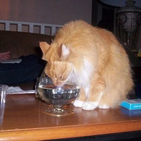 ��ʽ��ˮ��ֻ��������