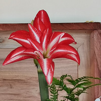 ����     �µ�һ�ֿ�ʼ