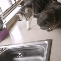 û�뵽���첻�µز��µ�è���ӣ���Ȼ���㣿��