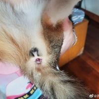 ���Ѽҵ�è��С��ˤ��һ�ӣ�����Ѹ���ˤ���ˡ�