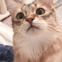 ����һ���Ž��ݣ��������ʹ��죬������֪����è��ɵģ�