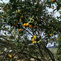 ����ͻ����������Ҳȥ���ˣ�������ɽ������Ұ��