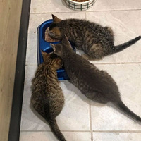 �����ϰ�;�з���3ֻ���������è�䣬���ÿ��ȳɹ��ȳ����ǣ�