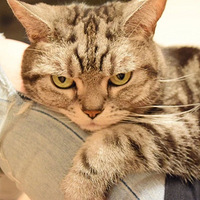 ��ʺ�ٴ������ƶ�ţ�п㣬���è���Ӿ�Ȼ��������¡�