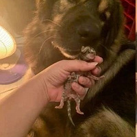 С��èûϴ��ȴ����ʪ���գ����ֱ����£�ԭ�������֡�������