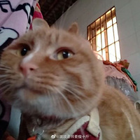 ���Ѽҵ���è��ʵ����̫�ɰ��ˣ�����