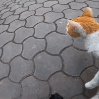 ���������ºӽ������è������ȴ�������ˡ�