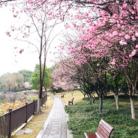 ������ѽ������