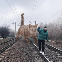 ����������һֻ3�׸ߵ�è��˽�����ع��83������ߣè��