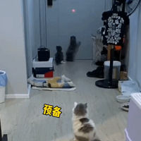 ���ͷ����ֳ���û�뵽��èè��������ʺ󣬾�Ȼ��