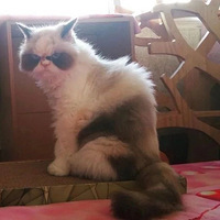 ���Ѽ�è������ŭ�������Ը�hin���ᣬ�ⷴ����˭�ܵ��˰���