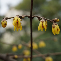 ����һ�껨��ʱ