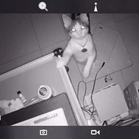 ������ͷ�������ص�è���ҿ��ˡ���