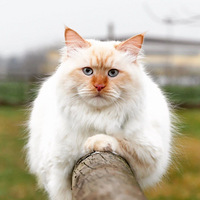 ���������è�������Ǵ�����ɭ������־��飡