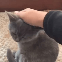 С��è��ʽ�ܾ�����ͷ��������ı���Ҳ̫�ɰ��˰ɣ�