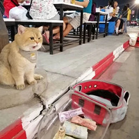 è������·�ߵ����˳Է�����Ȼ������è������Ǯ����è�����໽�