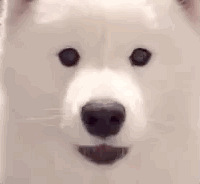 Ϊעⶼʲô¶