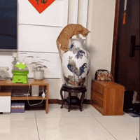 ����ʵ��������溦��è�������һ��ͼʱ�Ҿ��ˡ�