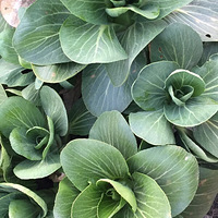 һ�ֻ��Ĳ�ɫƷ�ʣ�