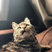 �����м���èè��ȴ�������ص��۾�������ʮ�������ѡ�