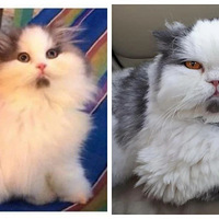 è�俴���������Ĵ��壬����ɹ����ʱ��Ƭ��������С���⣡