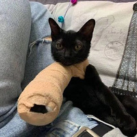 С��è����ۣ�������ʯ������֩������