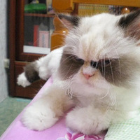 è����ڳ������������������˴����ؼҺ󣬵õ�������ϲ����