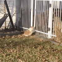 �����ֶ�è�ˣ�ʵ��֤���������е�è����Һ�塭