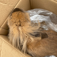 ˭ҪС���ӣ�