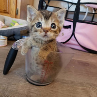 ����Сè̫��������ֻ����ͨèһ��󣬲�㱻���������Һ�������