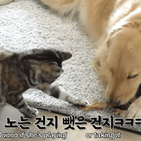 ��Ϊ��������èȴĸ�����ģ�ÿ���ָ�4�����ӡ�ι�̡���